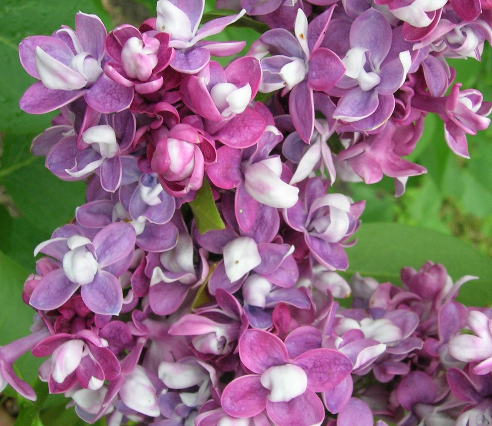 "Etoile De Mai "syringa vulgaris